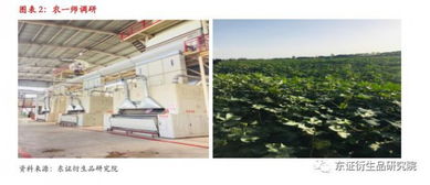 新疆棉花实地调研报告·南疆篇 印染加工的现状与未来